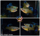 Aquarium Guppy Fish High Quality - Blue Dragon Indo - Betta USA Aquatic